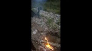 Поиск женьшеня по зелёнке.