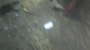 #2 Собираю индюшиные яйца на инкубацию