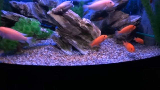Пересаживание 20-и мальков псевдотрофеус красная зебра в 140-а литровый аквариум. смотреть онлайн