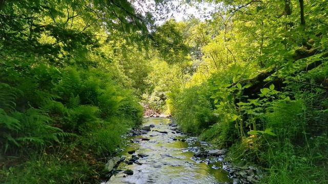 Избавьтесь от стресса, отдохните и расслабьтесь под пение птиц и журчание ручья в лесу. Звуки леса. смотреть онлайн