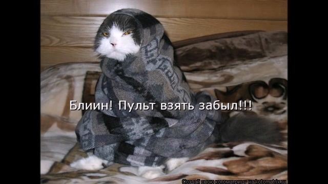 Смешные картинки про кошек и котят Выпуск № 7 FUNNY CATS СМЕШНЫЕ КОШКИ смотреть онлайн