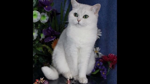 Британская шиншилла Анно Домини Южная Прелеесть Ночи, 1,5года смотреть онлайн