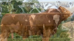 Технология откорма телят мясных пород | КРС | Мясное скотоводство | Мясной откорм телят