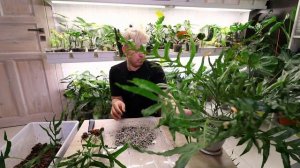 Как я размножил РЕДКИЙ ПАПОРОТНИК Дринария Вариегатная