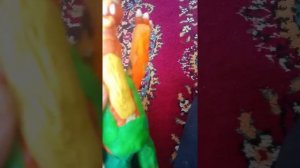 Обзор Вилли из страны чудес