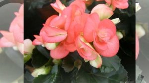 Бегония вечноцветущая (Begonia semperflorens)