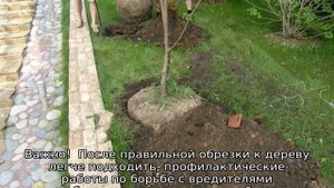 Груша Чудесница