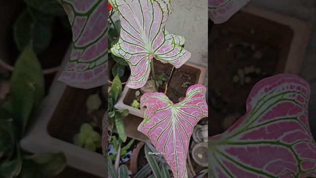 Caladium Pink Symphony Leafy Plant