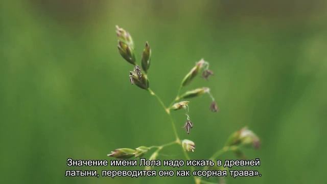Значение имени Лола. Толкование, судьба, характер