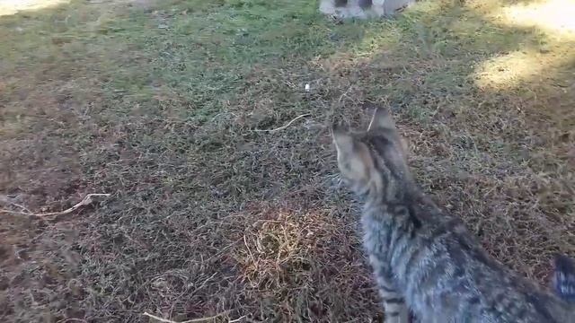 ОХОТНИКИ ОТ БОГА! КОТИКИ В СЕЛЕ! ?❤?... смотреть онлайн