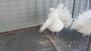 голуби павлины Дубровского Сергея 89873048800