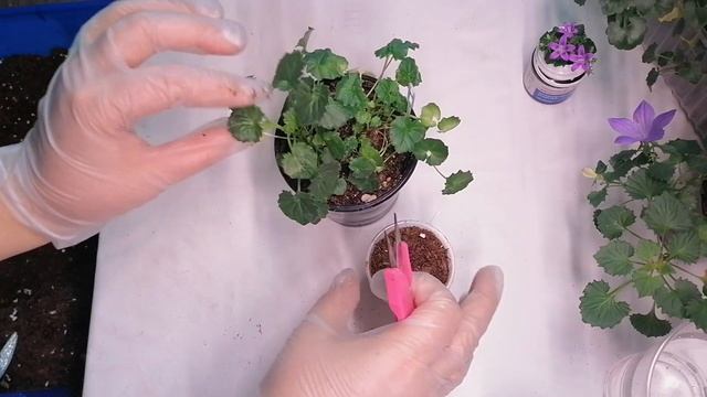 Кампанула. Черенкование с применением препарата "Биокорень". 28.01.23 (не реклама) смотреть онлайн