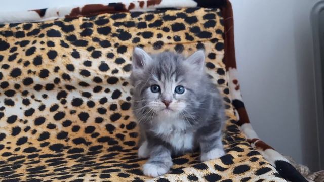 Beautiful siberian kitten cattery siberianbears.com смотреть онлайн