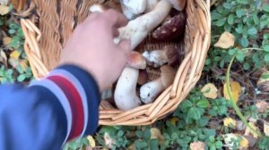 ГРИБНИК НАШЁЛ ГРИБНОЕ МЕСТО! Белые грибы разных видов! Грибы 2022