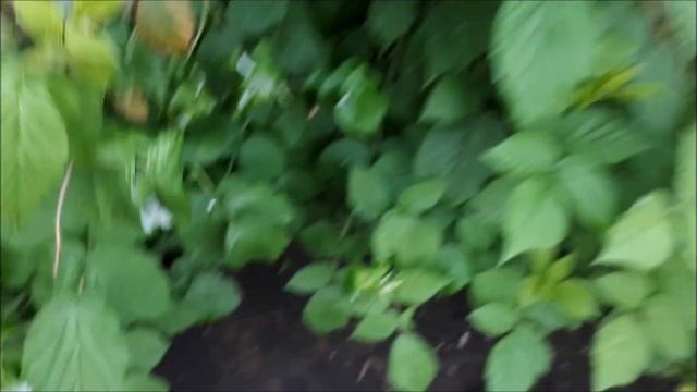 Дачный Vlog/Новый огуречник/ Привела дачу в порядок/ Похолодало! смотреть онлайн