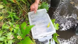 Красный Чикой  Менза