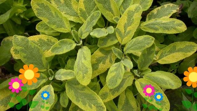 Шалфей лекарственный (Icterina). Краткий обзор, описание характеристик, где купить саженцы смотреть онлайн