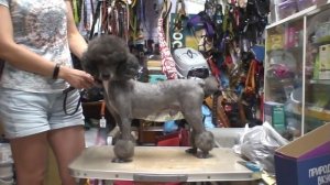 Пудель ДО И ПОСЛЕ СТРИЖКИ. / стрижка собак