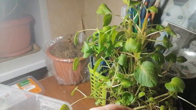 Фуксия Machu Picchu)) Формирую куст)) Снимаю черенки)) смотреть онлайн