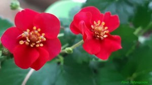 Земляника САММЕР БРИЗ