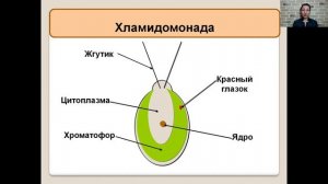 Одноклеточные водоросли   5 класс