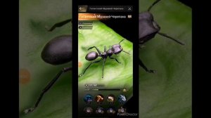Самые Важные Генералы Развития The ants:Underground Kingdom