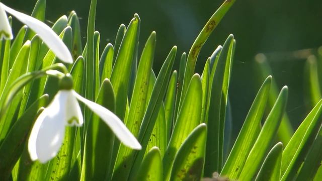 Живые Цветы. Подснежники. смотреть онлайн