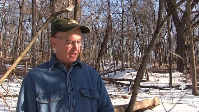 How to identify Amur honeysuckle (Lonicera maackii) смотреть онлайн