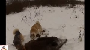 WILD BOAR HUNTING IN WINTER.  охота на кабана зимой