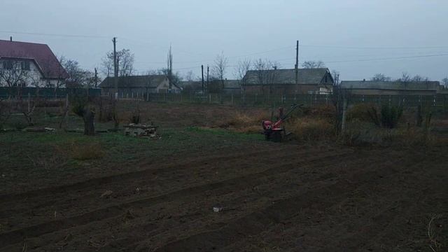 Как правильно посадить косточки миндаля Делаем саженцы сами!!! смотреть онлайн