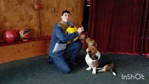 Как научить собаку играть в мяч /How to teach a dog to play ball