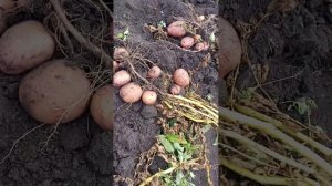 Журавинка. Очень вкусная белорусская картошка с белой мякотью.