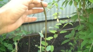 Посадка саженцев актинидии.