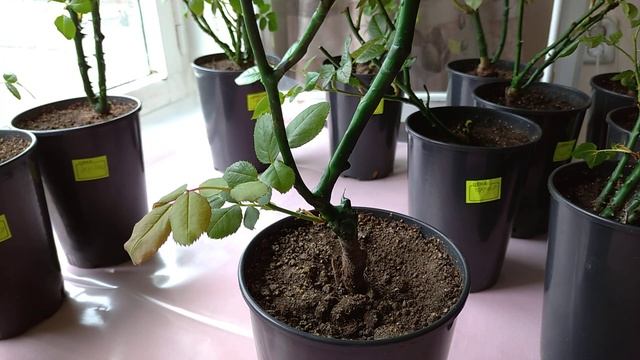 Обзор роз на 26 день после перевалки (полив, подкормки, особенности их роста). смотреть онлайн