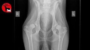 Ваша собака ХРОМАЕТ!? Возможно она БОЛЬНА! Дисплазия тазобедренных суставов у собак!