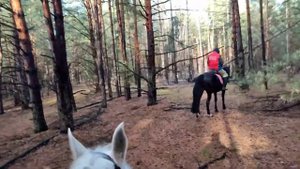 Конная прогулка / Частная конюшня СЕРЕБРЯНЫЕ КОНИ / 27.11.2021