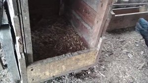 Забирать яйца у индоуток или нет
