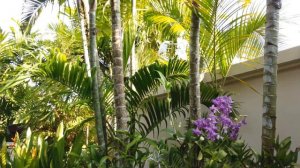 DEWA PHUKET RESORT & VILLAS #phuket #hotelreview #resortreview