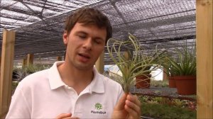 Tillandsia balbisiana (Planta Brutt video 22) Español