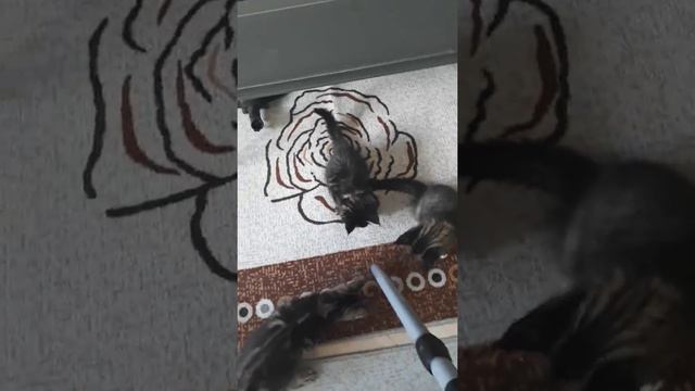 Питомник мейн кунов RoxyCoon. Воспитание смелости 😊