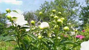 КОЛЛЕКЦИЯ ПИОНОВ В МОЁМ САДУ.