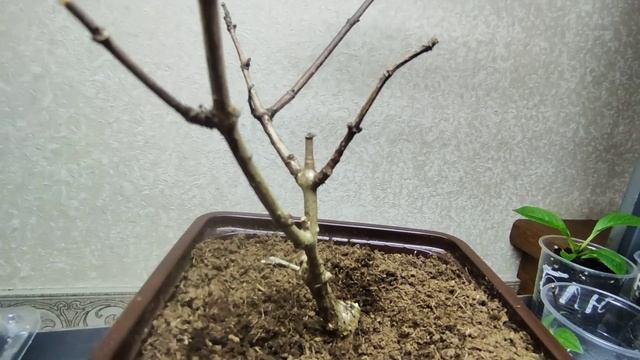 Обрезаю саженец Стар Роуз ?Какие саженцы гортензий мы можем получить из европейских питомников ⁉️ смотреть онлайн