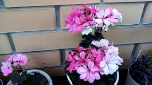 Ирида Фестиваль красок и другие сорта Татьяны Кощеевой