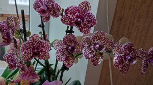 мой Дикий кот с цветоносом из точки роста