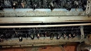 Цыплята Гриз бар вес в 3 недели. Венгерский великан.