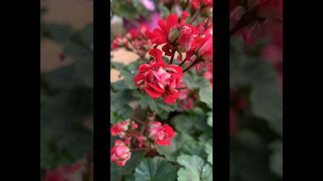 Цветущие пеларгонии в сентябре 2023.