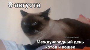 А вы поздравили своего любимого кота?