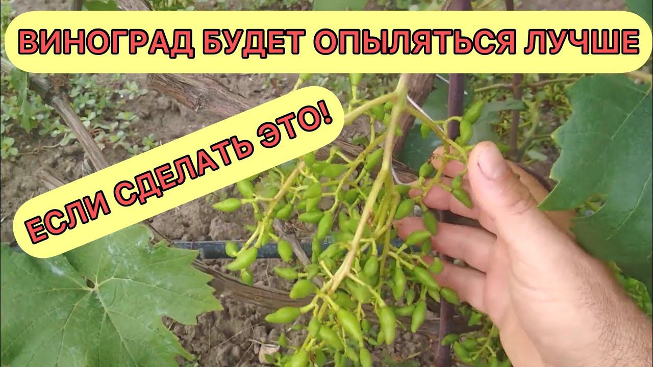 Мой приём для лучшего опыления винограда.