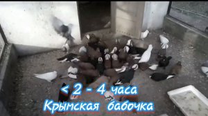 Обзор 10 пород высоколётных голубей. Часть 2