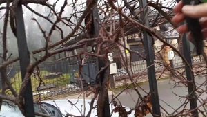 Живая изгородь из актинидии Коломикта. Осенняя обрезка. Подмосковье, ноябрь 2021